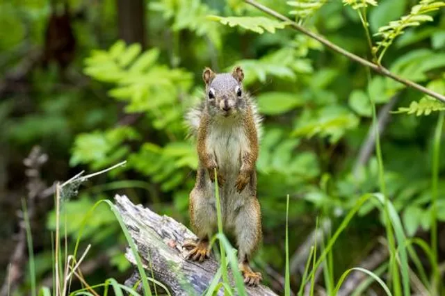 Grey Nuns White Spruce Park