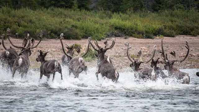 Caribou River Park Reserve
