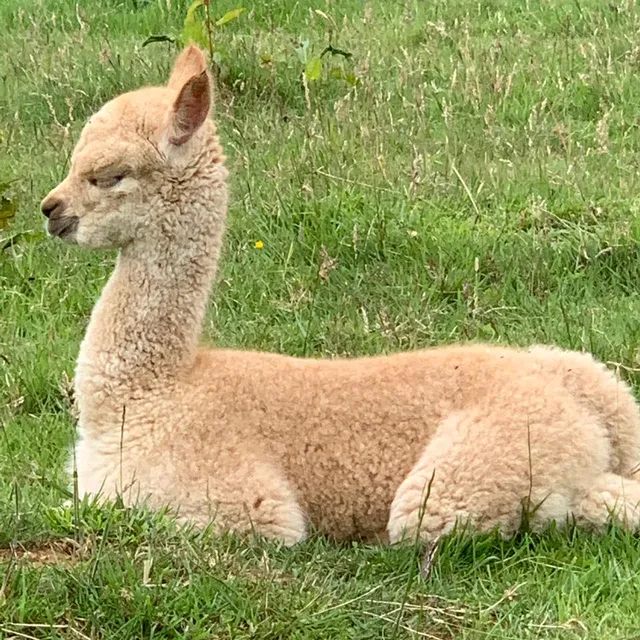 Cotswold Alpacas