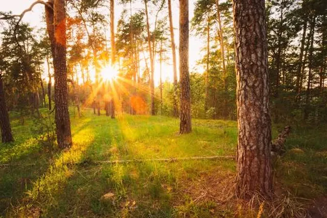 Prirodnyy Park Kurkino