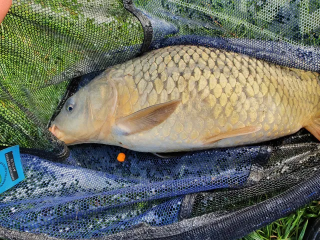 Horsham fishing lake