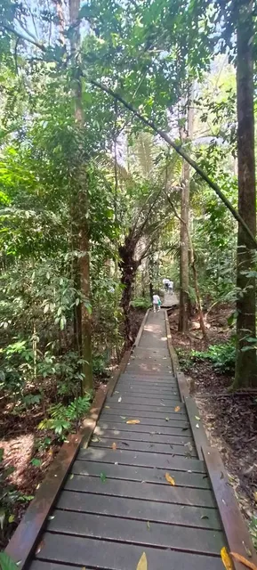 Forest Skywalk - FRIM