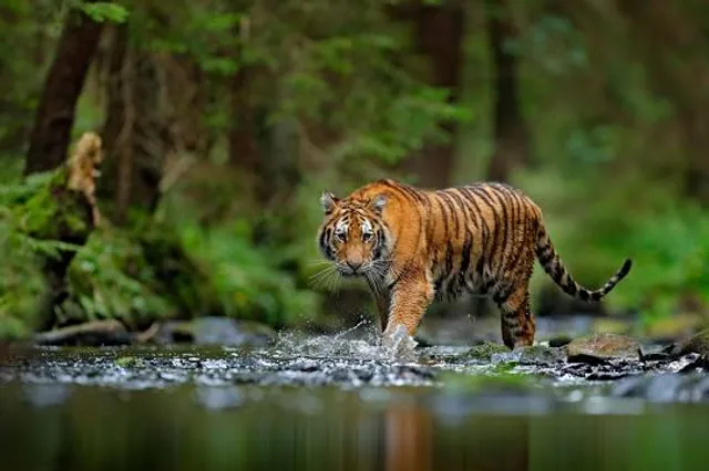Big Cat Habitat