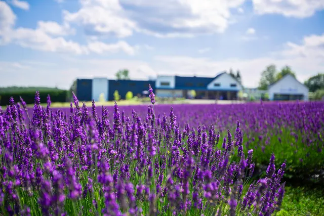 Bleu Lavande (Blue Lavender)