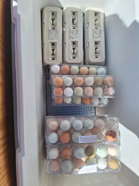 Desert Oasis Farmstead