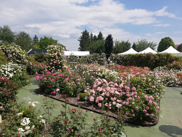 Rozárium u Bohušov