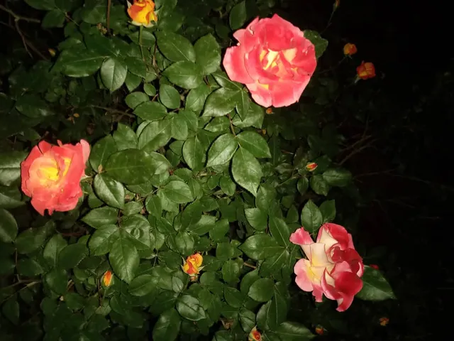 Bahar ‌Women Park_Qadinlar Parki