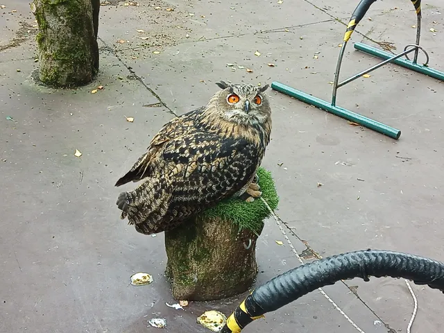 Festival Park Owl Sanctuary