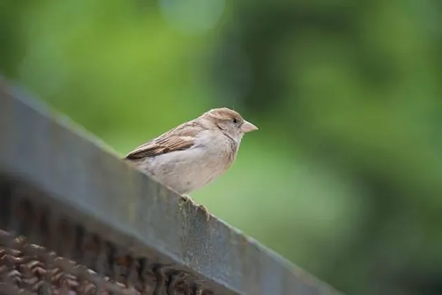 Bridlington Animal Park