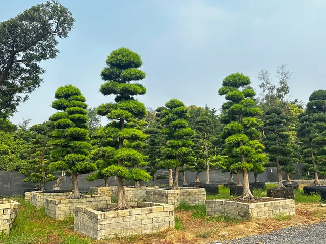 Sanan Rak Town Municipality