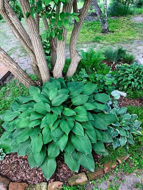 Orquídeas del Tolima