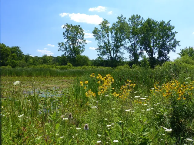 LeFurge Woods Nature Preserve
