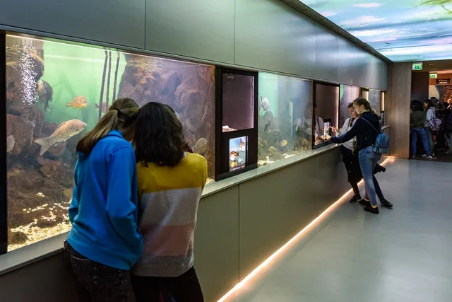 Bodorka Balatoni Vízivilág Látogatóközpont- Balaton Aquarium