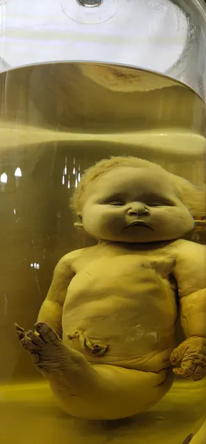 Museo de Historia Natural "Alfredo Dugés"