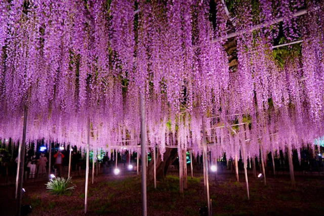 Wisteria Trellis (Ōnagafuji)
