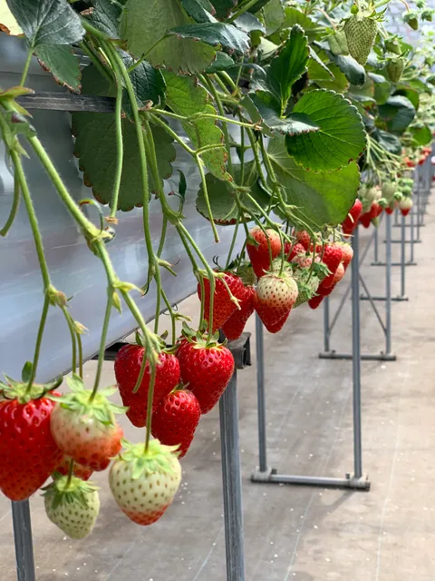 Little K Spring Farm Strawberry