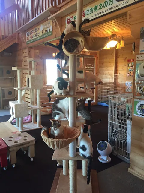 Cat cafe Nekotachinoie