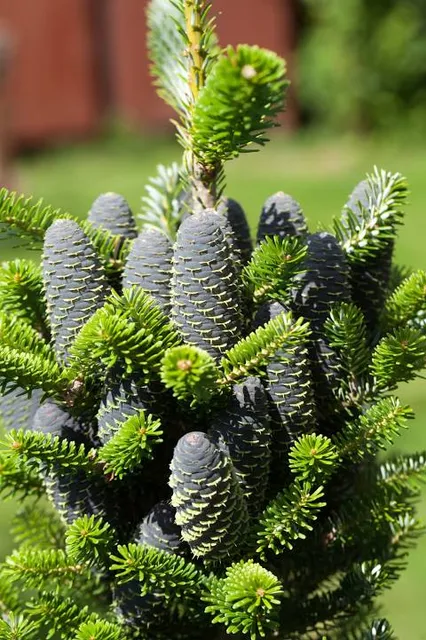 Jardin Botanico UNACAR