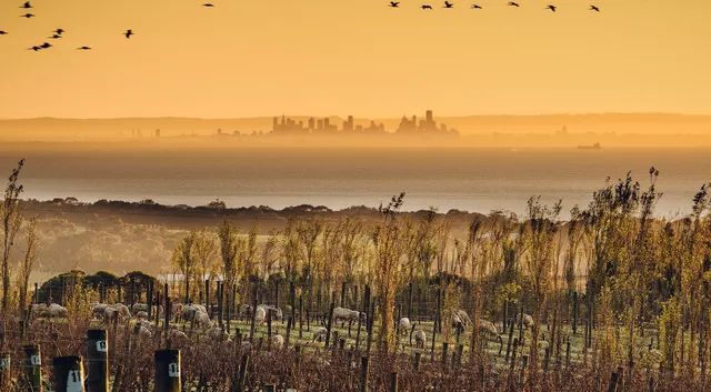 Scotchmans Hill Winery