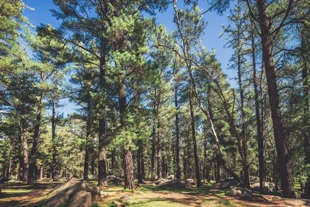 Mount Crawford Forest