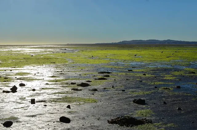 Irishtown Nature Park, Dublin
