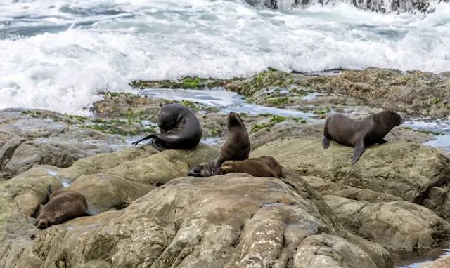 Kaikoura Seal Colony