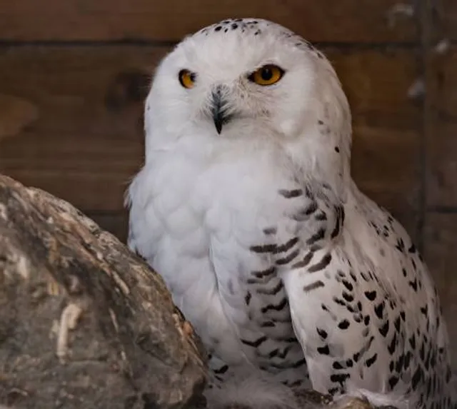 Parc animalier d'Introd