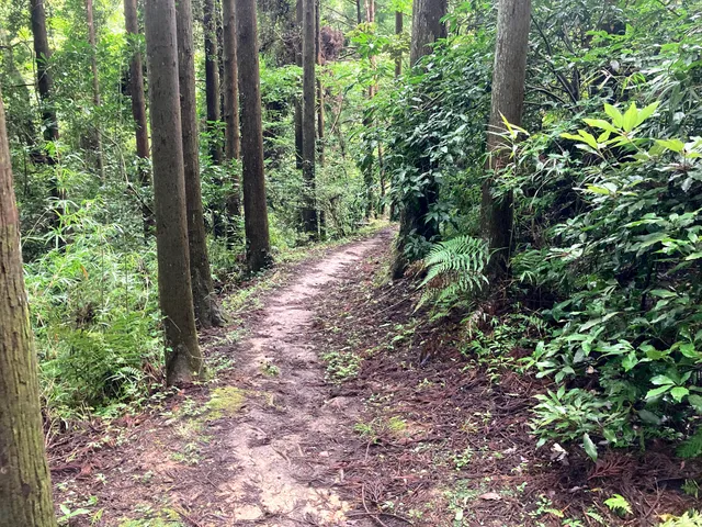 Hitorizawa Citizens' Forest