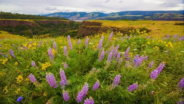 Rowena Plateau Trail