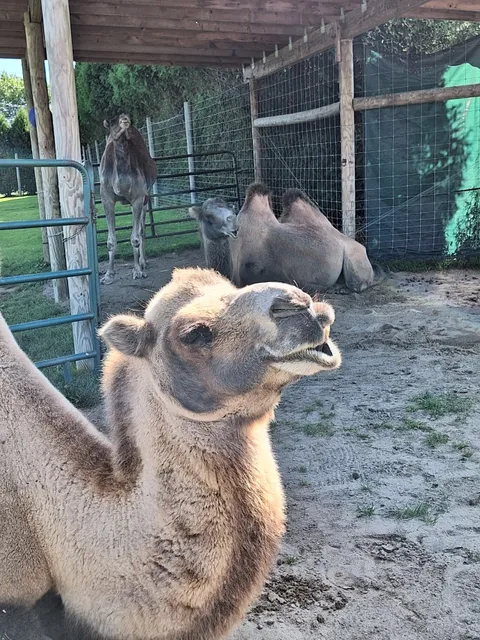 Safari Farm Petting Zoo & Sanctuary