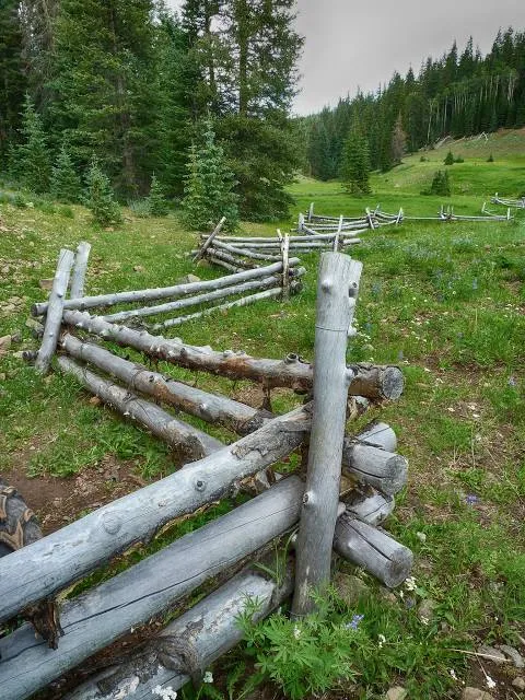 Riesen-Almochse beim Teichalmsee - Wahrzeichen des Naturparks Almenland