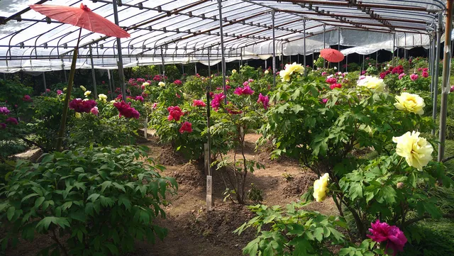 Kiyomizudera Peony Garden