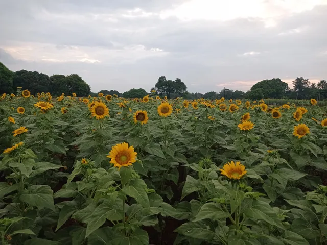 Sunflower farm