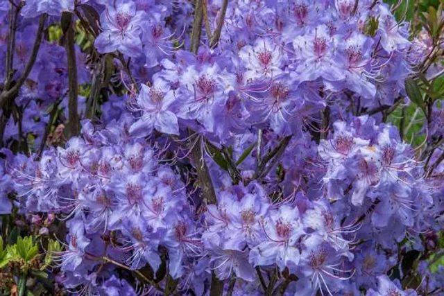 Parc Botanique de Haute Bretagne