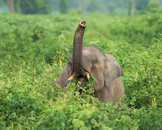 Mahananda Wildlife Sanctuary