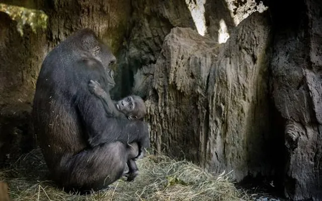 Congo Gorilla Forest