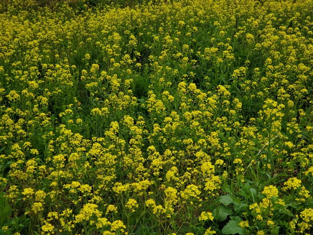 Edogawa Kasenjiki Ryokuchi Park