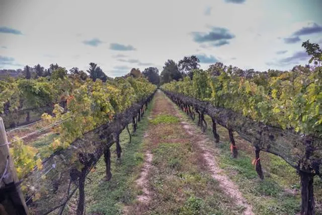 Ravine Vineyard Estate Winery