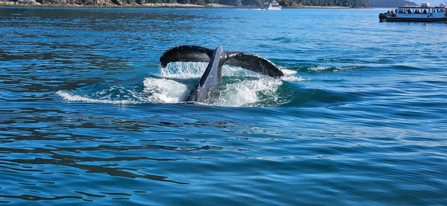 Juneau Whale Tours
