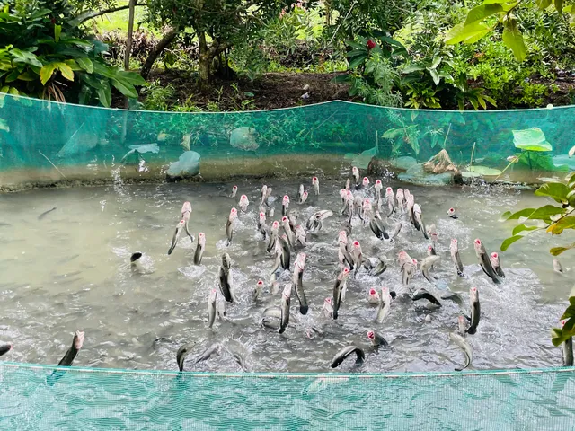 Cá Lóc Bay Tín Hoà