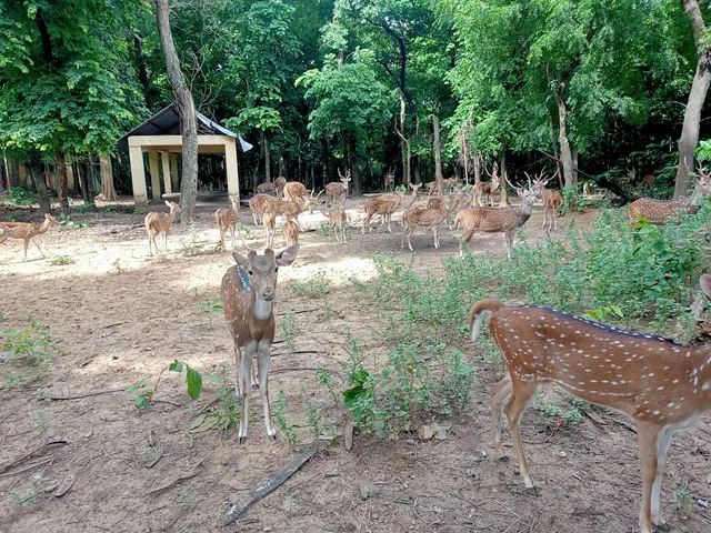 Banpukuria Deer Park