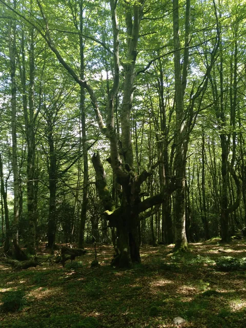 Santiurde de Reinosa