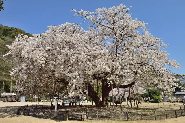 Kinuboshiyamasakura Park
