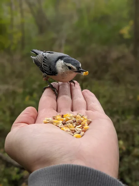 Birdsong Fairy Trail