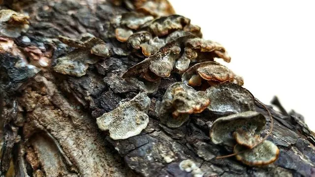 Miners Heritage Walk In Mine Tour