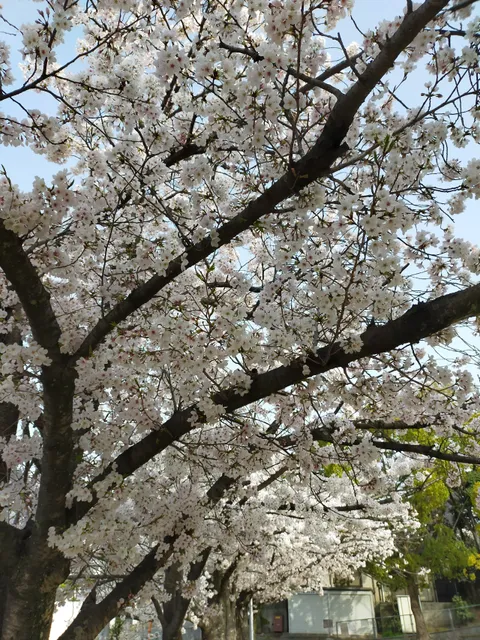 Arakashi Neighbourhood Park