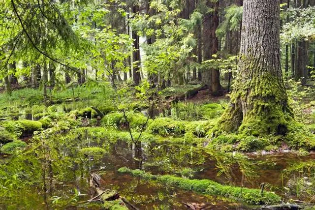 Białowieża National Park