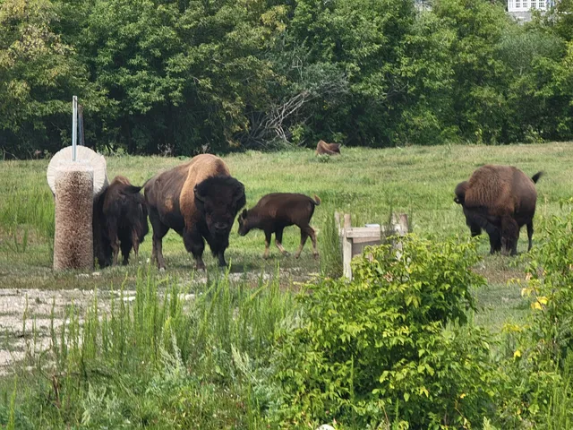 Minnedosa Bison Park