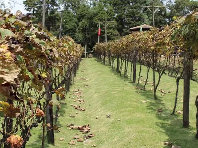 Roteiro do Vinho de São Roque