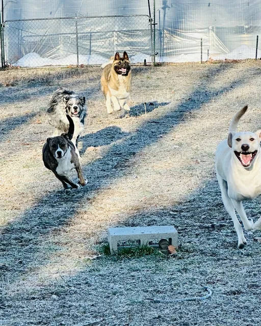 Paws-itive Results LLC